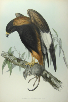 John Gould Birds of Australia